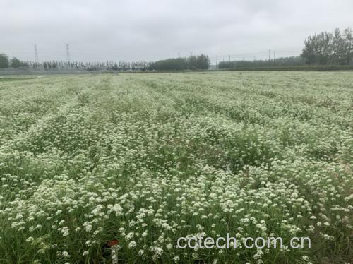 槐树花与韭菜食材展示