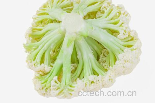 西兰花根部切片展示