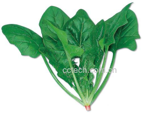 菠菜的绿叶形态