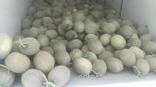 哈密瓜在运输途中堆放