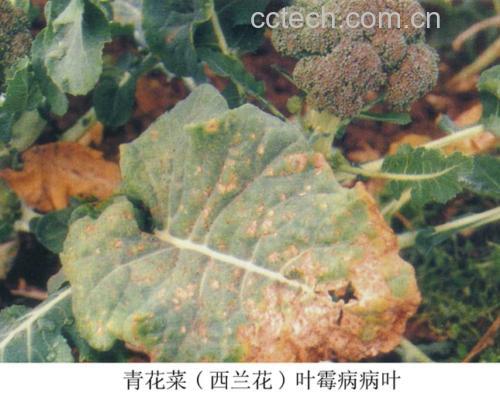 西兰花过敏症状示意图