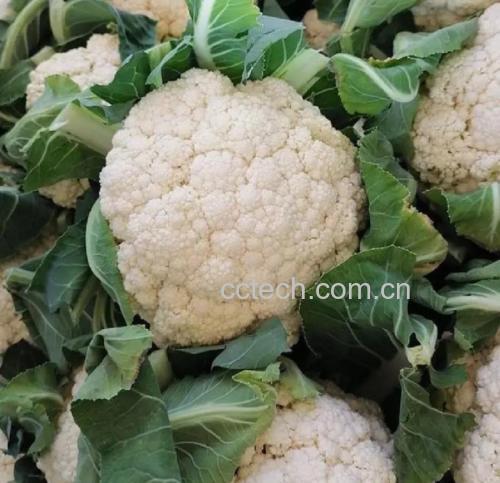 菜花在沸水中焯水过程