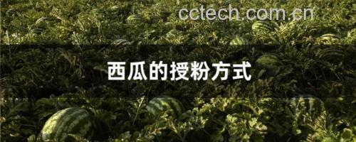 西瓜种植管理示意图