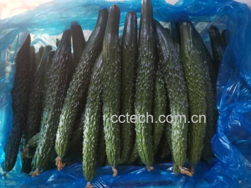 新鲜黄瓜与瓜黄黄瓜对比图