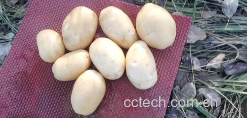 新鲜土豆图