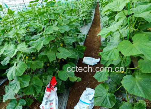 黄瓜种植管理示意图