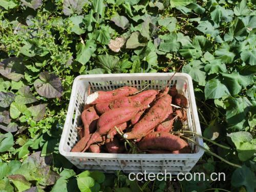 白心土豆特写