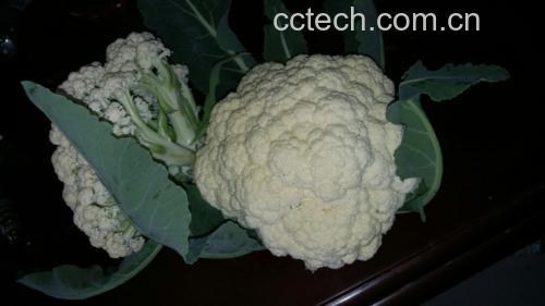 松花菜与野菜人青菜对比图