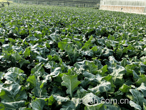 认识野菜仁青菜与松花菜的关系