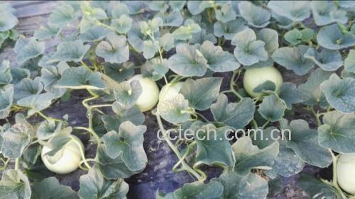 玉菇甜瓜果实在阳光下的自然生长状态