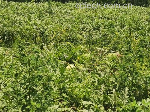 麒麟西瓜田间种植实景图
