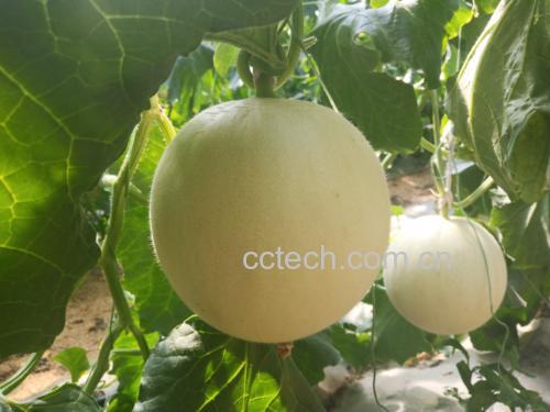 玉菇甜瓜种植基地图