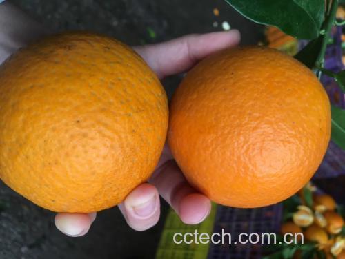 夏橙的外观