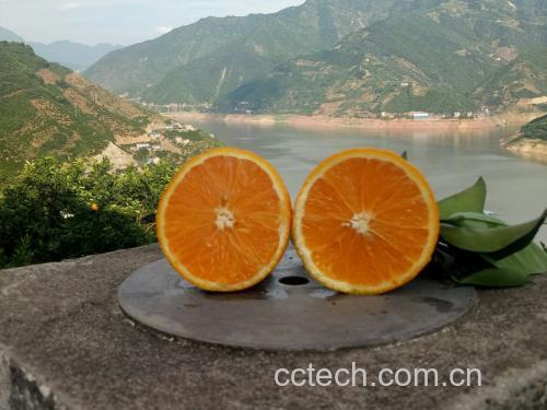 赣南脐橙与秭归脐橙对比图