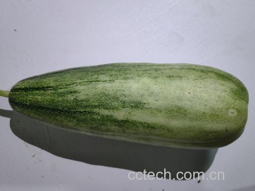 清香甜瓜特写