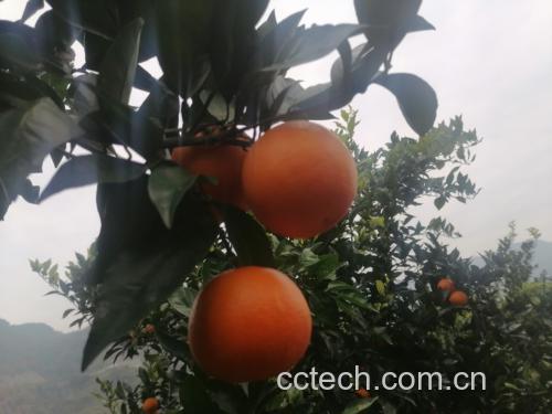 均瑶血橙纤维饮生产线与原料来源展示