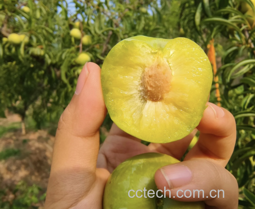 蜂糖李特写