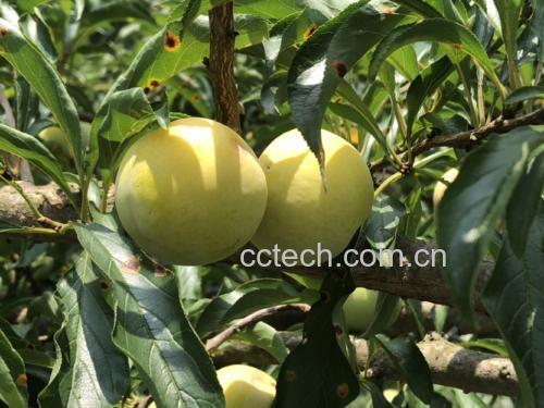 蜂糖李果茶与酸奶搭配