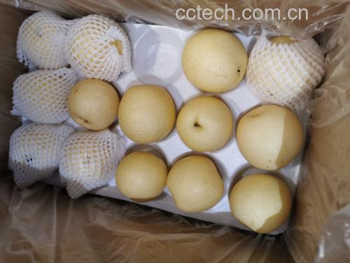 皇冠梨与砀山梨对比选购指南图