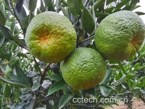 小青柑未泡发与泡发后的对比图