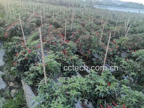 小米椒种植地实景图