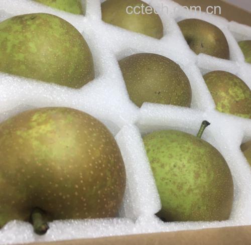 翠冠梨冷藏保存示意图