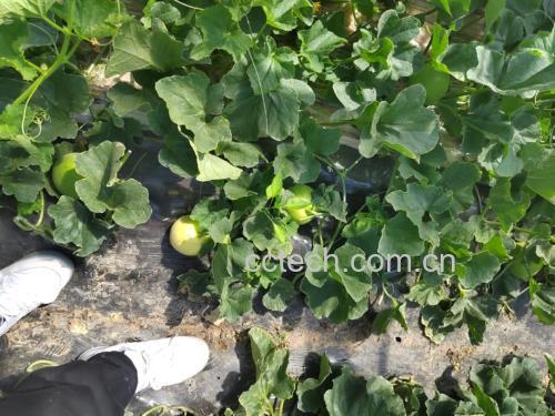星甜甜瓜种植基地