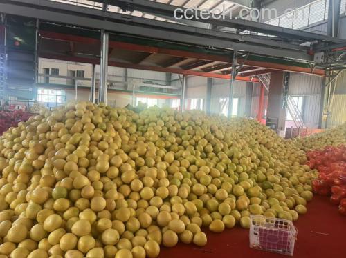 葡萄柚果皮蜜饯成品展示