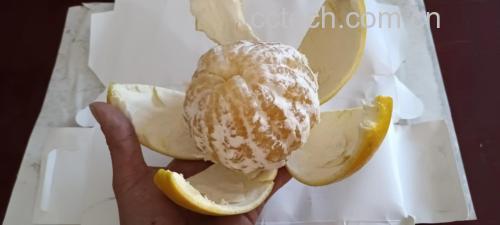 葡萄柚果皮清洗过程