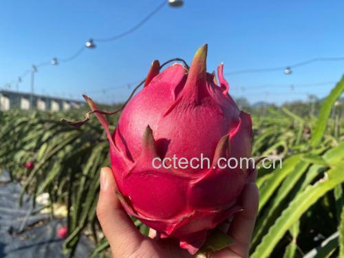 白心火龙果与红心火龙果对比图