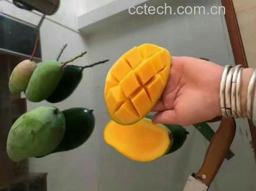 芒果果肉切片特写图