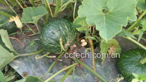 板栗南瓜不同品种对比图