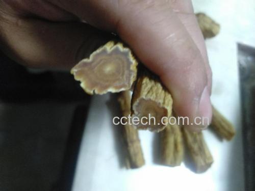 高丽参与红参切片对比图