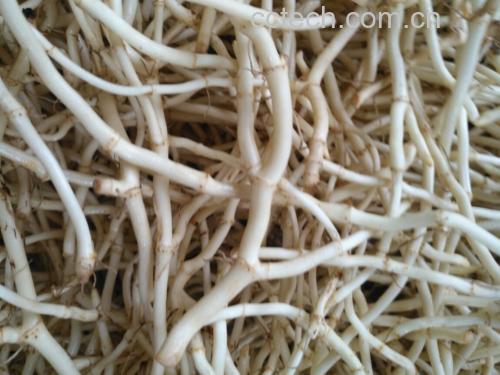 新鲜鱼腥草根与干品对比图