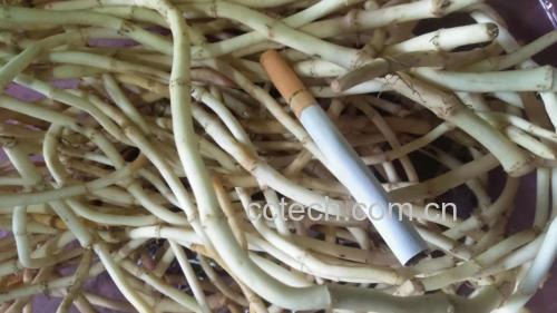 鱼腥草与蛇舌草药性对比图
