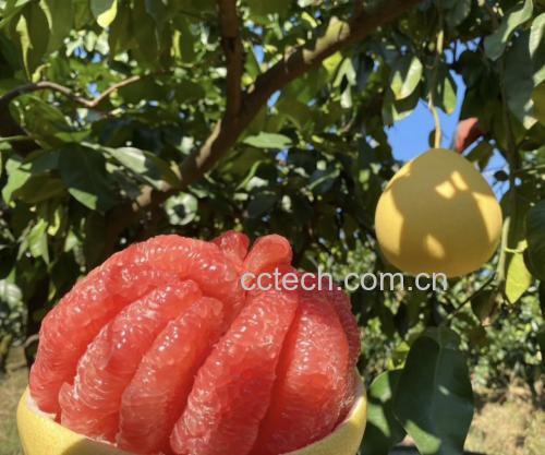 黄心蜜柚切开果肉展示