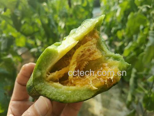 羊角蜜甜瓜切开图