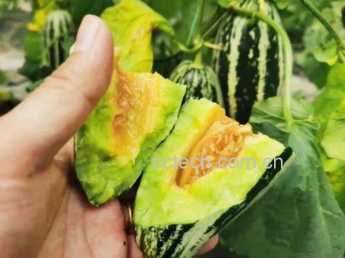 羊角蜜甜瓜实物图