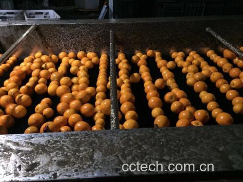 冰糖橙处理过程
