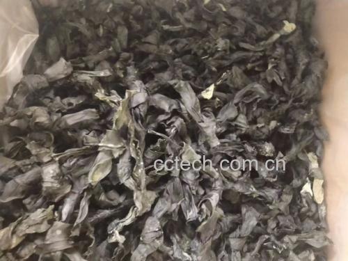 干海带结泡发过程