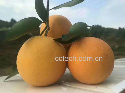 优质冰糖橙的外观特征