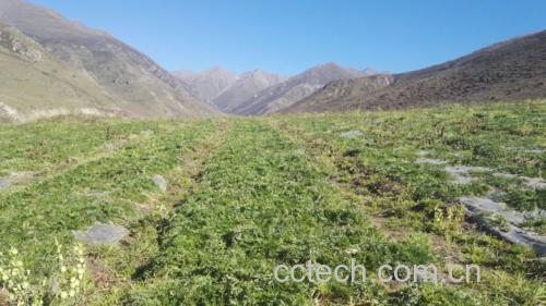 黑玛卡植物生长环境