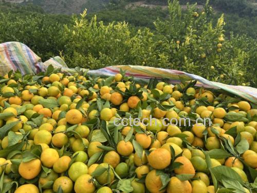 香橙片腌制过程图