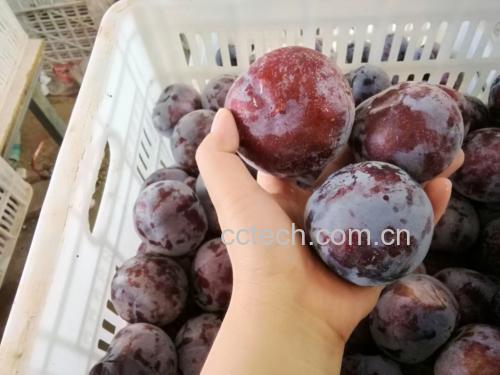 黑布林李子在不同储存条件下的状态对比图