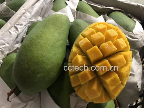 大青芒果切开展示果肉