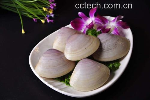 花蛤在阳光下新鲜摆盘