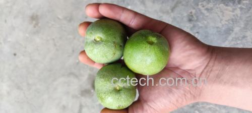 青皮核桃剥皮过程图