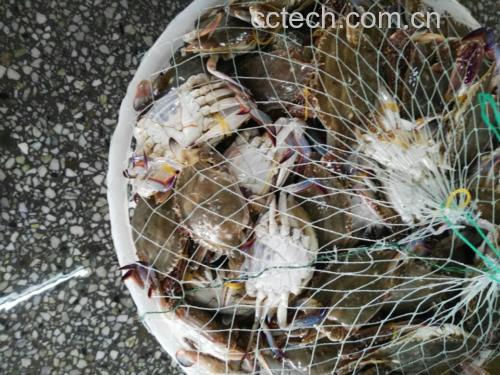 深海梭子蟹捕捞场景