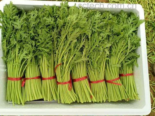 蒿子杆植物形态图