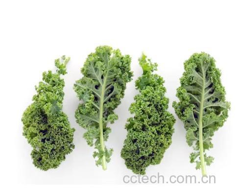 羽衣甘蓝与青瓜的新鲜食材展示